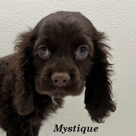 puppy, for, sale, Cocker Spaniel, Joe & Cherri  Overlease, dog, breeder, Miller, MO, dog-breeder, puppy-for-sale, forsale, nearby, find, puppyfind, locator, puppylocator, aca